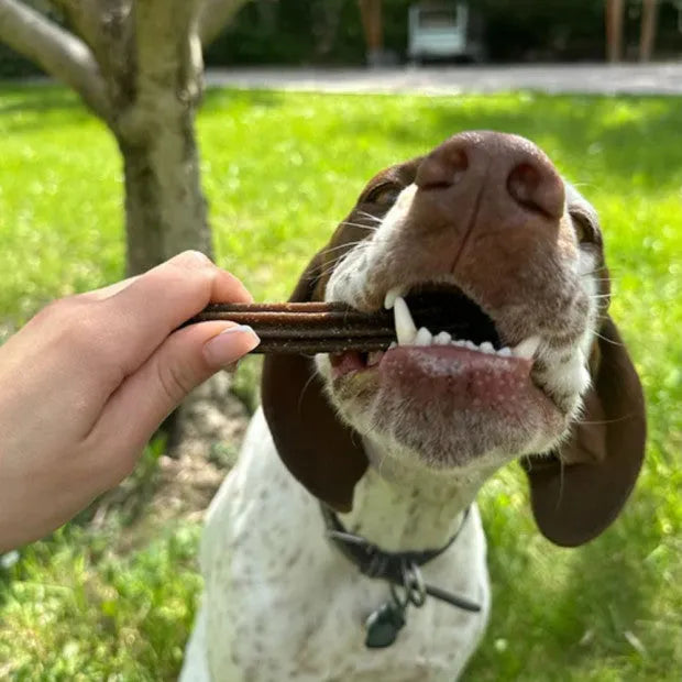 MARLY ET DAN Dental Care Moyens / Grands Chiens 7 sticks