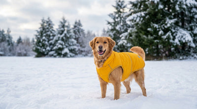 Bien choisir un manteau pour son chien sans se tromper