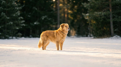 Alimentation du chien en hiver : adapter sa ration au froid