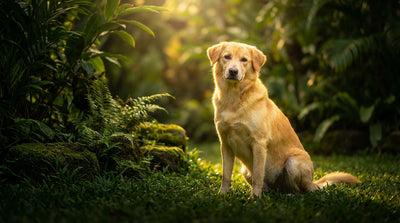 Le sauvetage chien exemplaire de Shadow à La Réunion