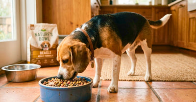 Alimentation du Beagle : Maîtriser la Nutrition d'un Chien