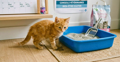 Mon chaton fait pipi à côté de sa litière