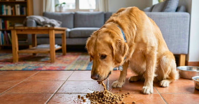 Mon chien vomit ses croquettes