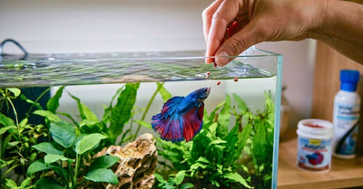 Nourrir un poisson combattant 