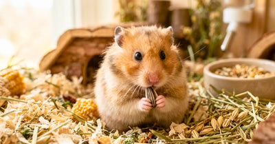 Nourriture hamster russe