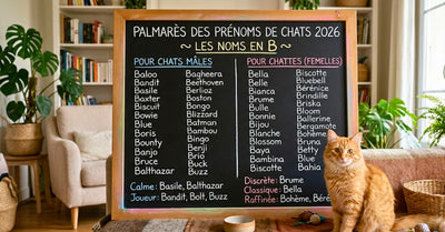 Prénoms de chats 2026 : les plus belles idées en B pour votre futur félin
