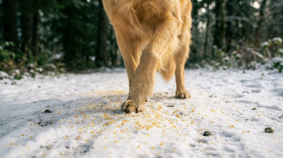 Dangers neige et sel pour le chien : les risques cachés