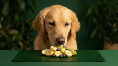 Quel fruit pour mon chien ? Guide de sécurité pour sa santé