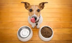 Quelle croquette choisir pour son chien ? (Guide complet 2025)