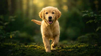 Opération cardiaque du chiot : l'espoir pour Zeus et la PCA