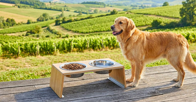 Gamelle pour chien en ligne, design et pas cher