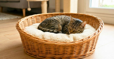 Panier pour chat confort, design et pas cher
