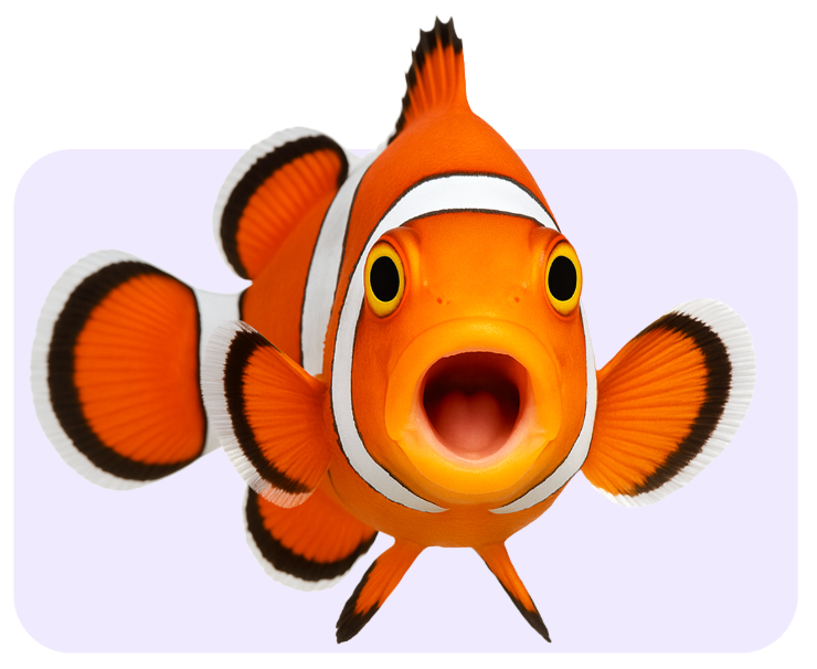 Poisson – Zoomalin