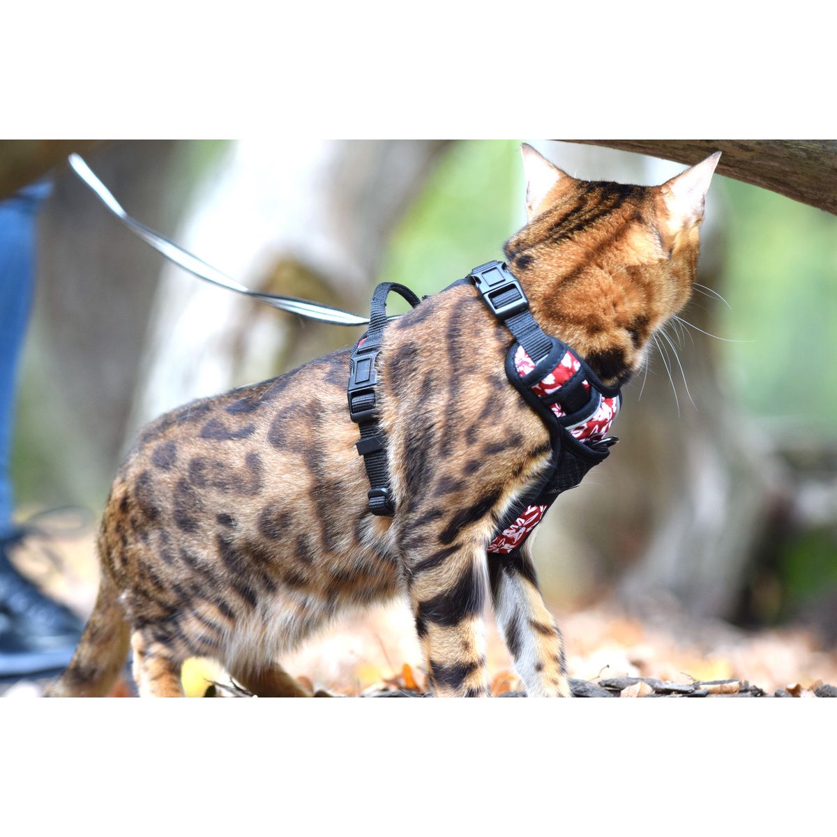 BOBBY Harnais Rando Monoi pour Chat Taille XS Bordeaux