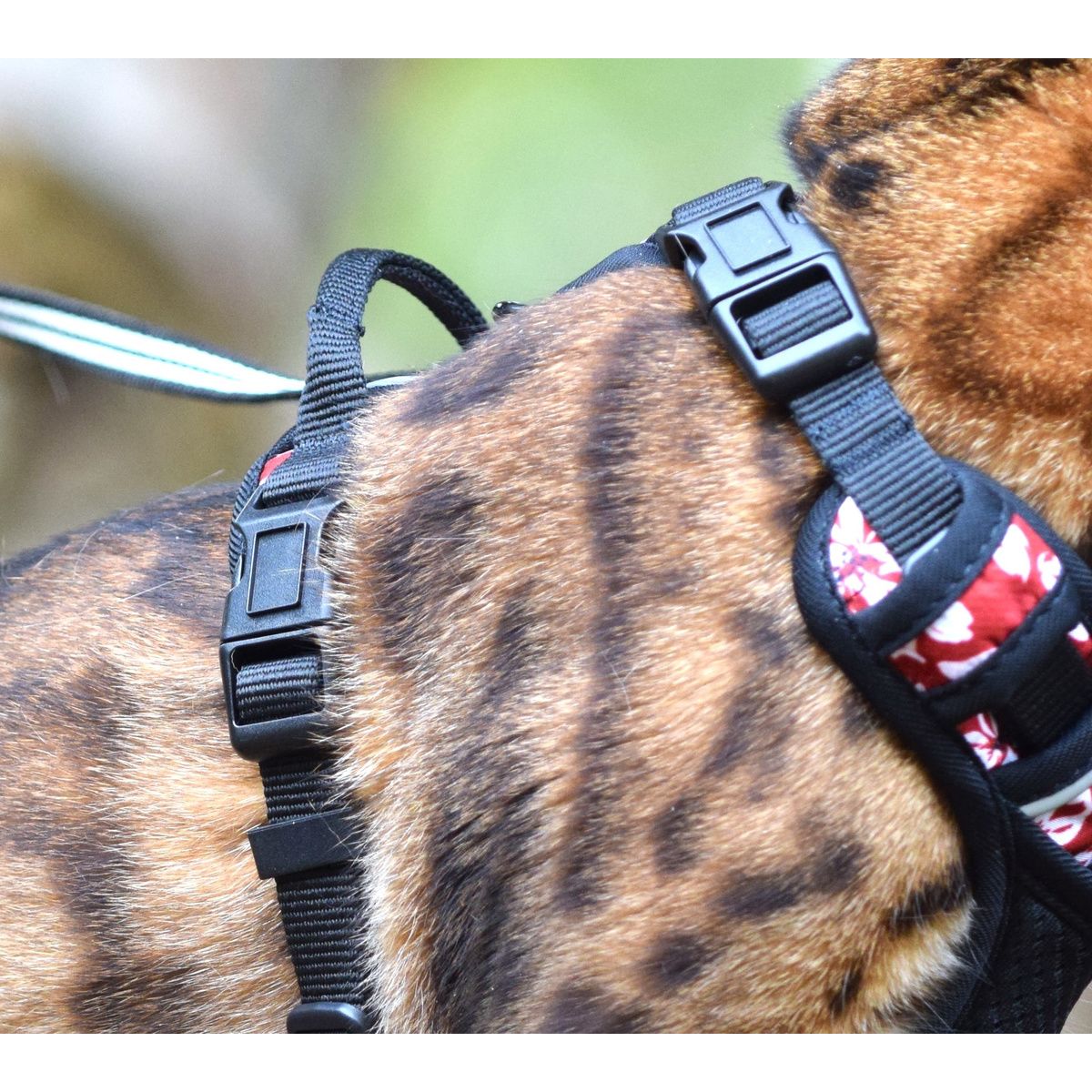 BOBBY Harnais Rando Monoi pour Chat Taille XS Bordeaux