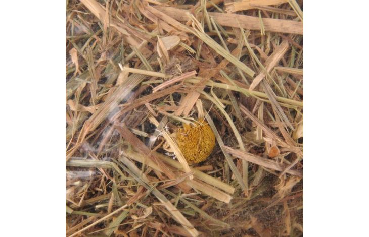 FLAMINGO Foin de montagne à la camomille 500g