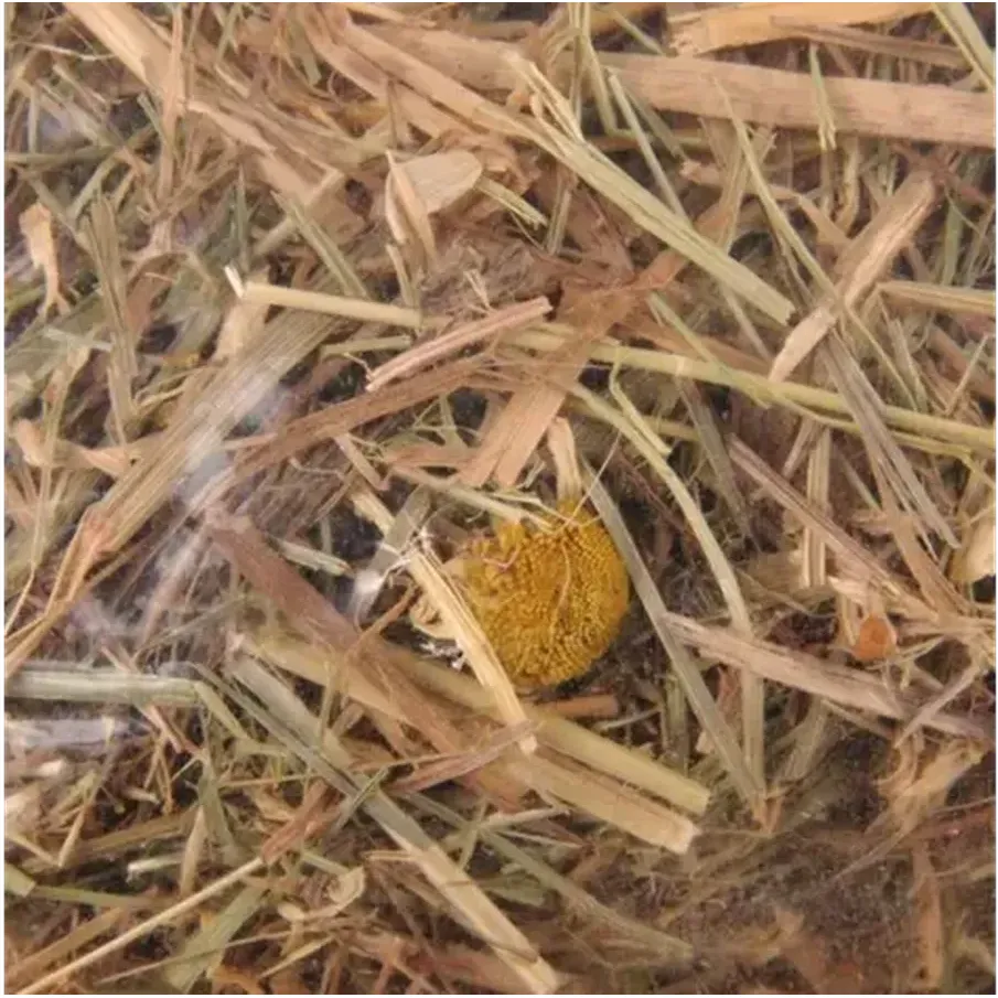 FLAMINGO Foin de montagne à la camomille 500g