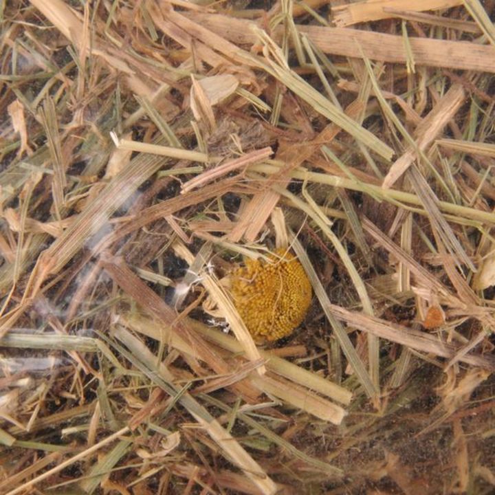 FLAMINGO Foin de montagne à la camomille 500g