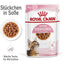 ROYAL CANIN Kitten Sterilised Sauce 12x85g