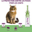VECTRA Felis Solution Spot-on pour Chats 3 pipettes