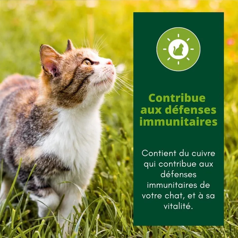 EQUILIBRE & INSTINCT Effilés Vitalité Chat Stérilisé au Bœuf, Haricots, Tomates 12x85g