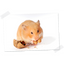 WITTE MOLEN Puur Hamster 400g