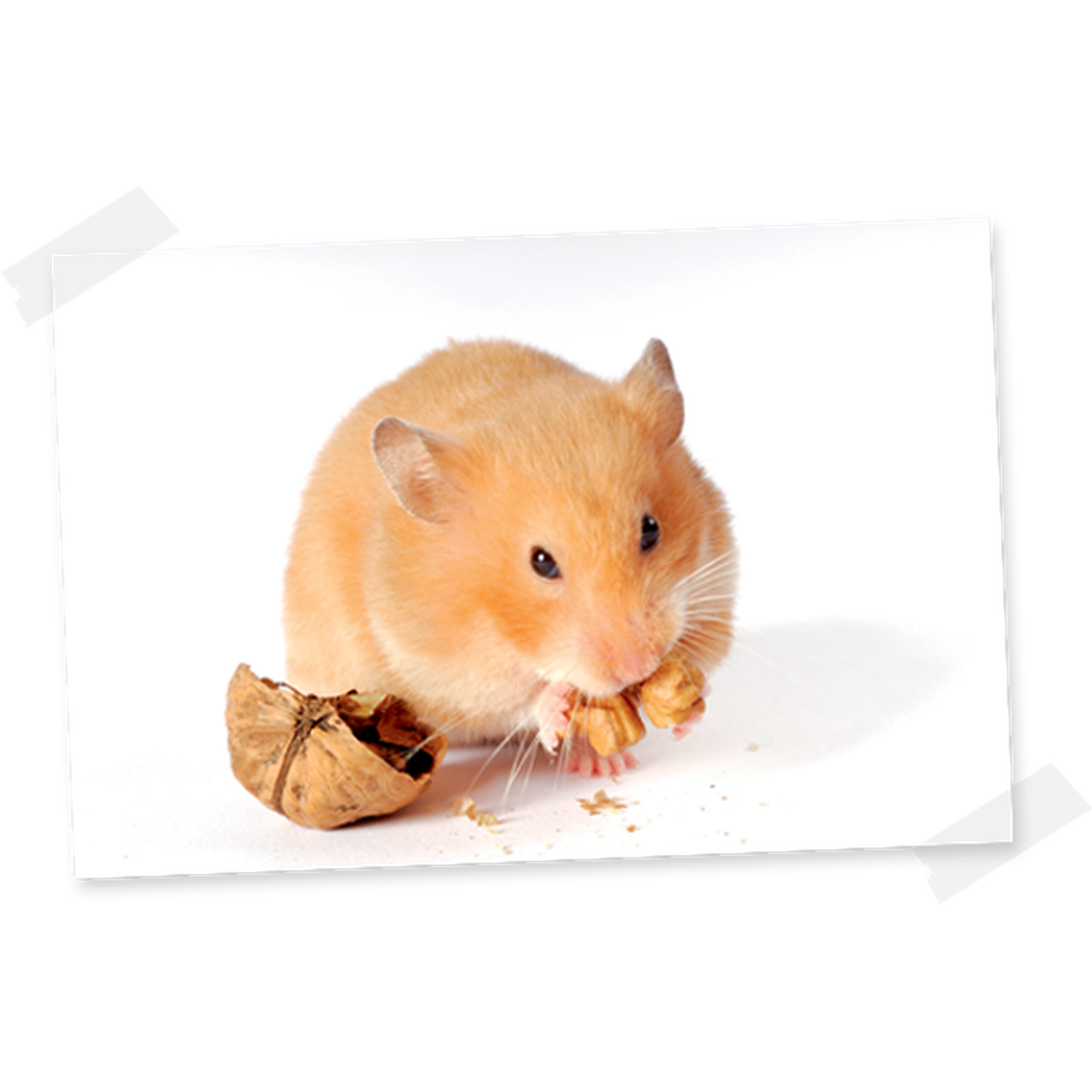 WITTE MOLEN Puur Hamster 400g