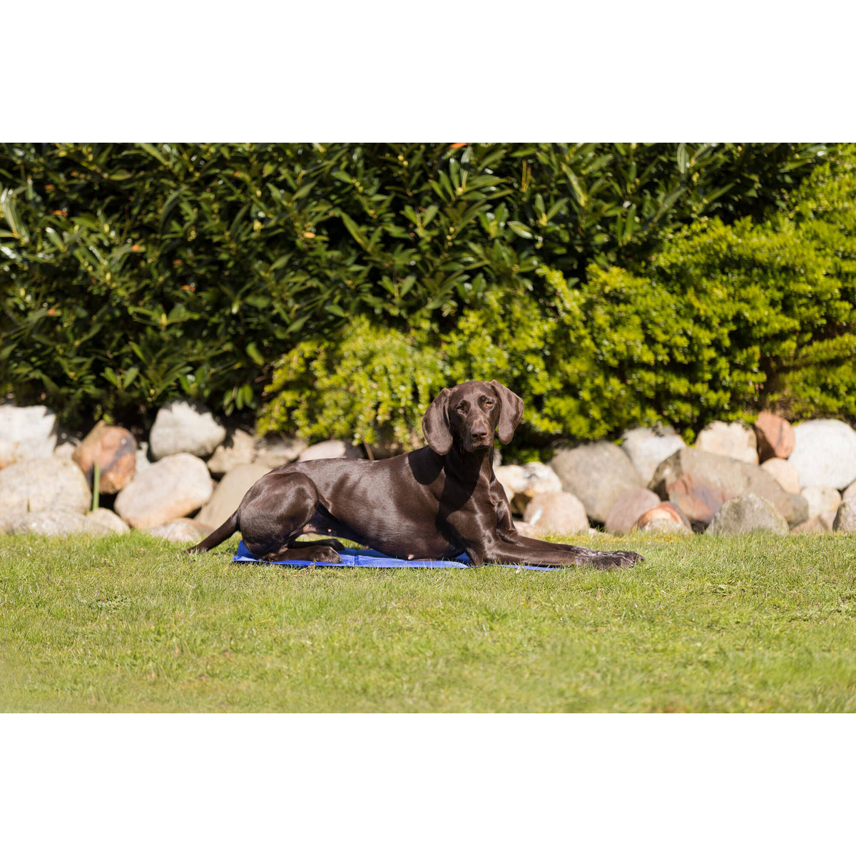 TRIXIE Tapis rafraîchissant pour chien et chat 90 × 50 cm Bleu