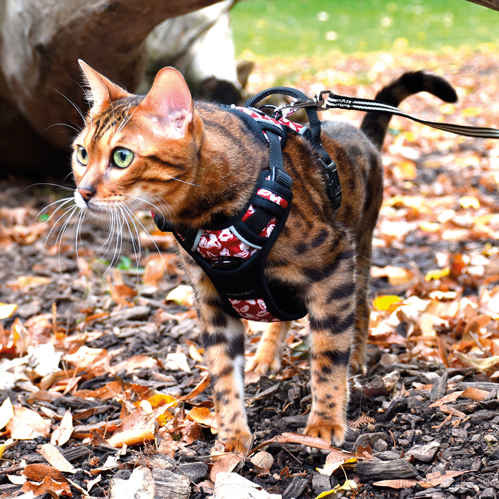 BOBBY Harnais Rando Monoi pour Chat Taille XS Bordeaux