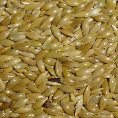 VERSELE LAGA Alpiste Blanc 1kg
