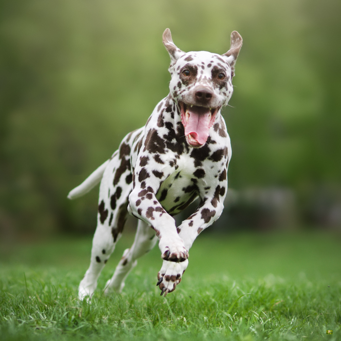 <p>Animalerie en ligne pas cher — Livraison rapide ! </p>