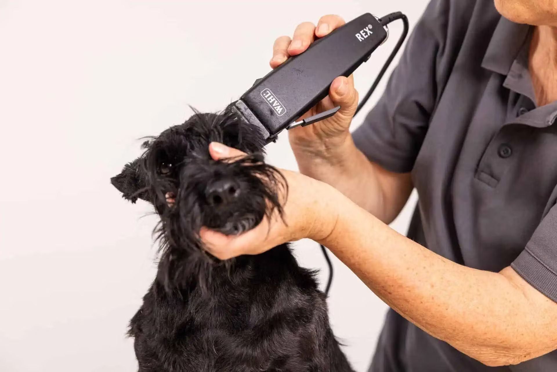 WAHL Rex 1230-0477 Tondeuse Professionnelle pour Chiens et Chats Filaire Silencieuse 60 dB