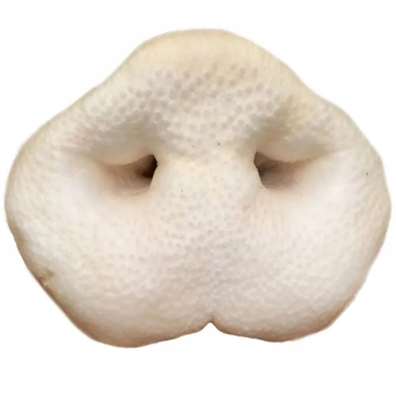 VADIGRAN Butcher Natural Nez de cochon soufflés Vrac 40g à la pièce