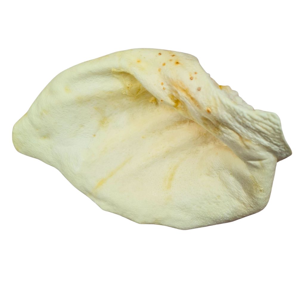 GRIZO Oreille de Porc Soufflée Friandise Naturelle Chien 1 pièce