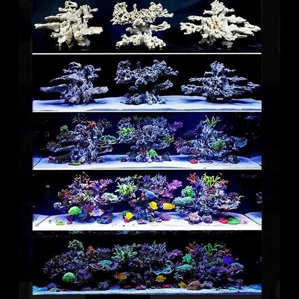 ARKA BIOTECHNOLOGIE Roche céramique Arch 20x10cm