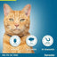 ELANCO Seresto Collier Antiparasitaire Chat Gris 1 collier