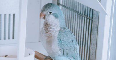 GRIZO Mangeoire pour Oiseaux Blanc Lot de 12