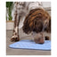 Chien qui lèche le tapis ZOLUX